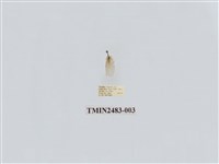 藏品(半褐小苔蛾)的圖片